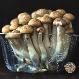 fresh mushrooms from a magic mushroom grow kit