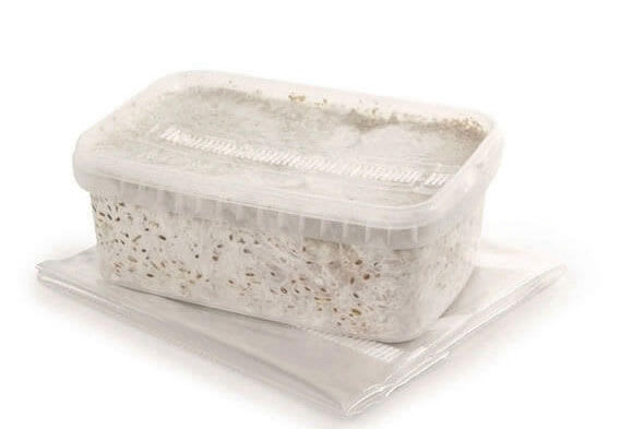 magic mushroom grow kit with grow bag