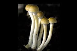 harvesting mushrooms from a grow kit