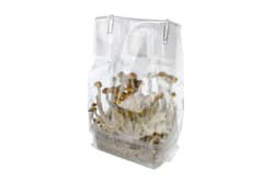 setting up a mycelium grow kit in a grow bag